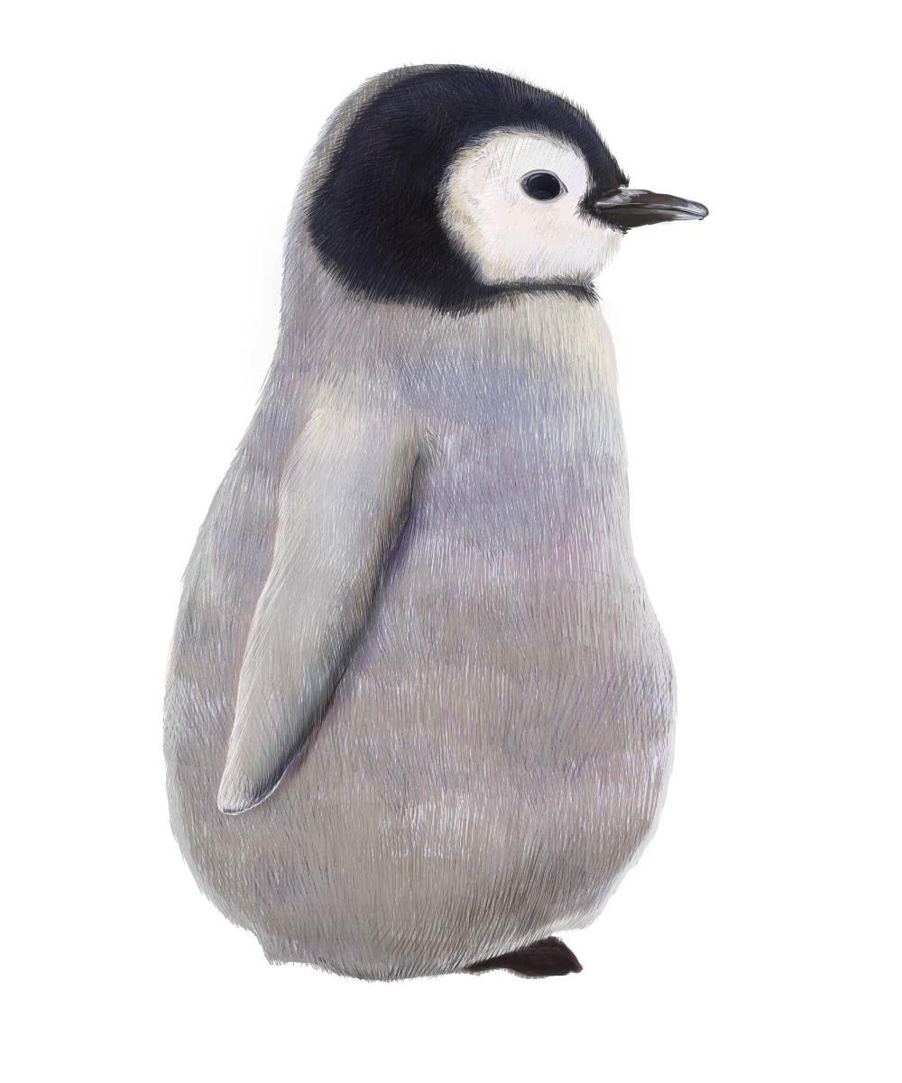 ペンギンの赤ちゃんの無料イラスト素材